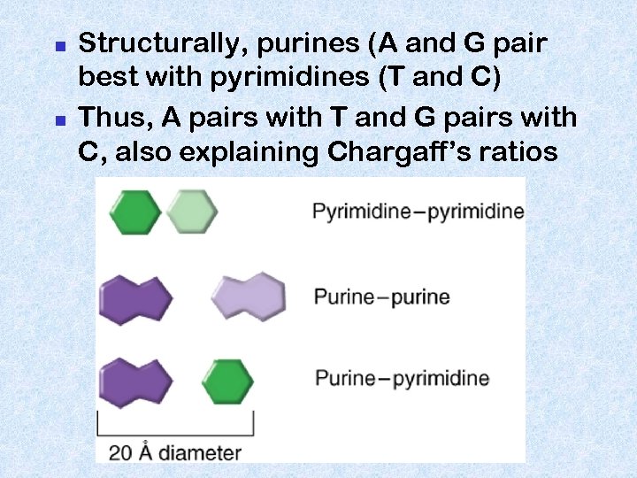 n n Structurally, purines (A and G pair best with pyrimidines (T and C)