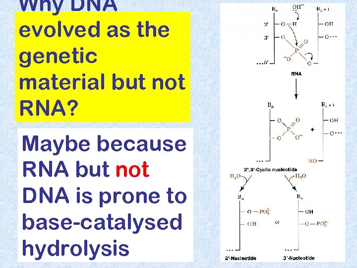 Why DNA evolved as the genetic material but not RNA? Maybe because RNA but