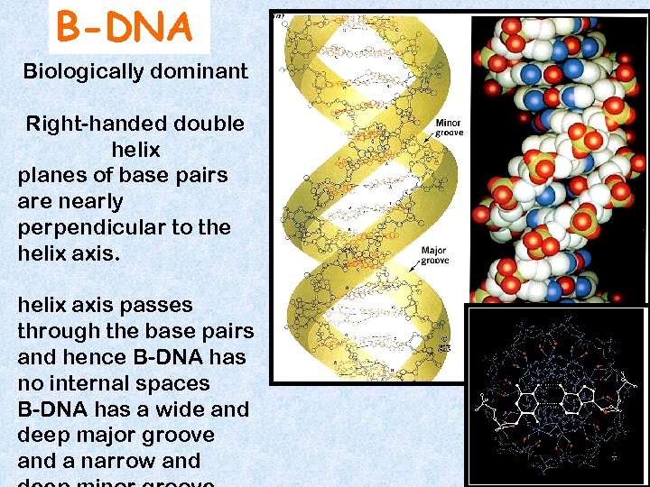 B-DNA Biologically dominant Right-handed double helix planes of base pairs are nearly perpendicular to