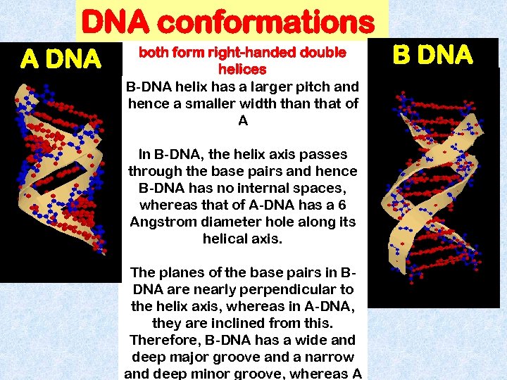 DNA conformations A DNA both form right-handed double helices B-DNA helix has a larger