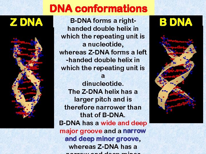 DNA conformations Z DNA B-DNA forms a righthanded double helix in which the repeating