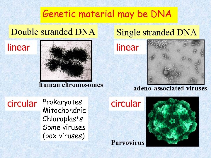 Genetic material may be DNA Double stranded DNA linear human chromosomes circular Single stranded