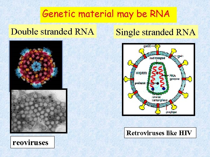 Genetic material may be RNA Double stranded RNA Single stranded RNA Retroviruses like HIV