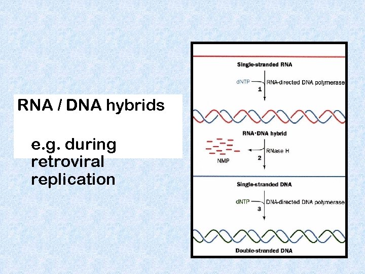 RNA / DNA hybrids e. g. during retroviral replication 