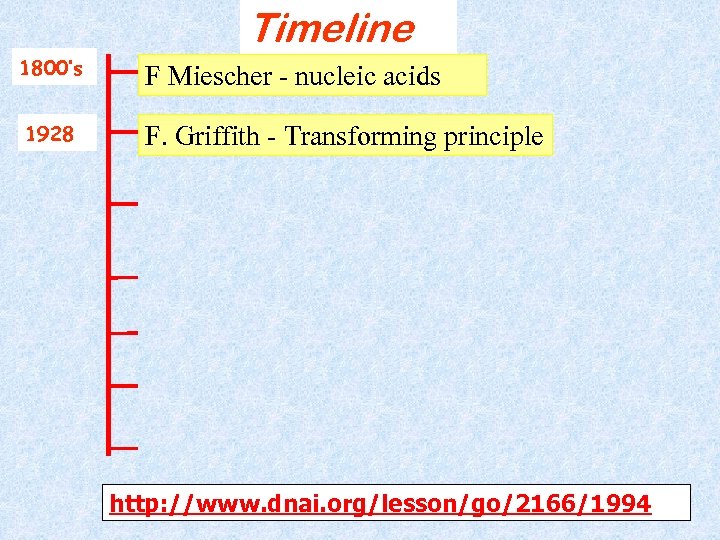 Timeline 1800’s F Miescher - nucleic acids 1928 F. Griffith - Transforming principle http: