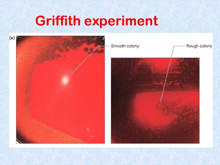 Griffith experiment 