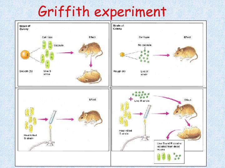 Griffith experiment 