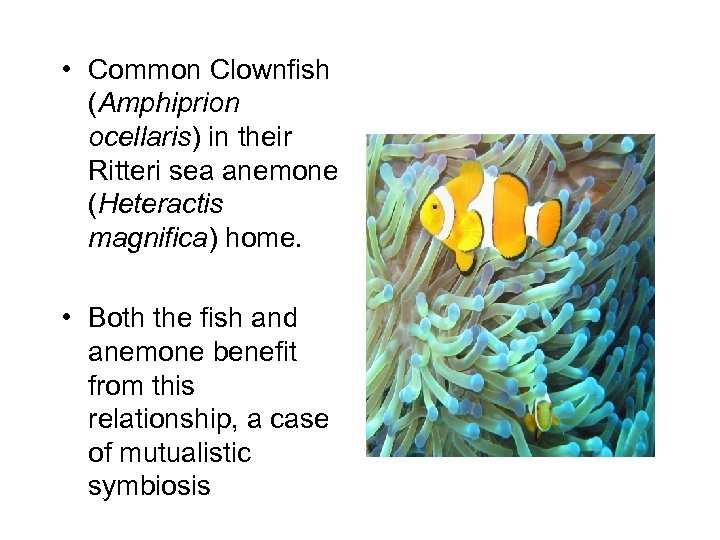  • Common Clownfish (Amphiprion ocellaris) in their Ritteri sea anemone (Heteractis magnifica) home.