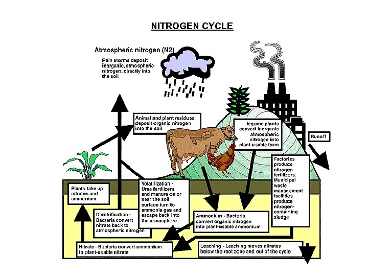 NITROGEN CYCLE 