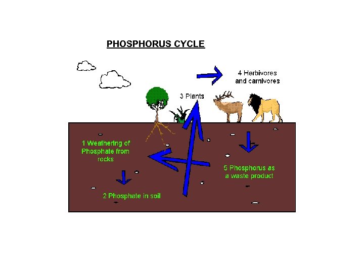 PHOSPHORUS CYCLE 