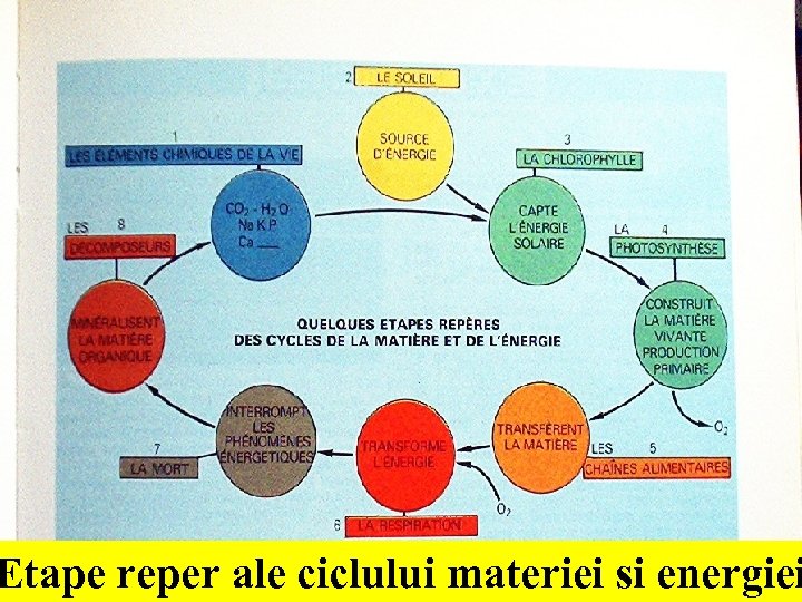 Etape reper ale ciclului materiei si energiei 