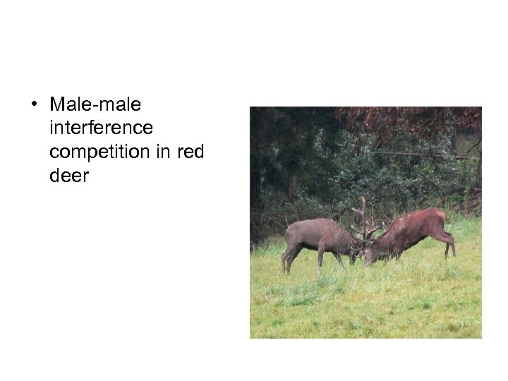  • Male-male interference competition in red deer 