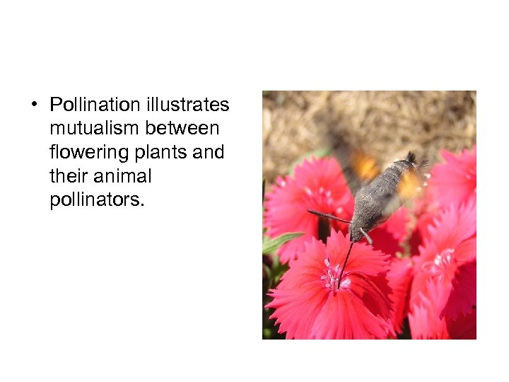  • Pollination illustrates mutualism between flowering plants and their animal pollinators. 