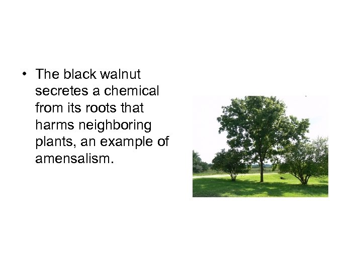  • The black walnut secretes a chemical from its roots that harms neighboring