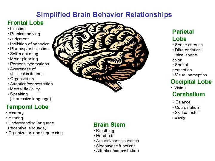 Simplified Brain Behavior Relationships Frontal Lobe • Initiation • Problem solving • Judgment •