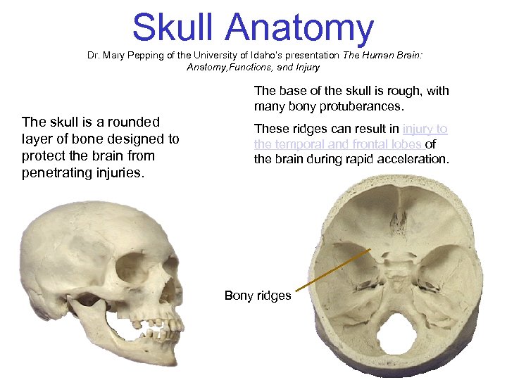 Skull Anatomy Dr. Mary Pepping of the University of Idaho’s presentation The Human Brain: