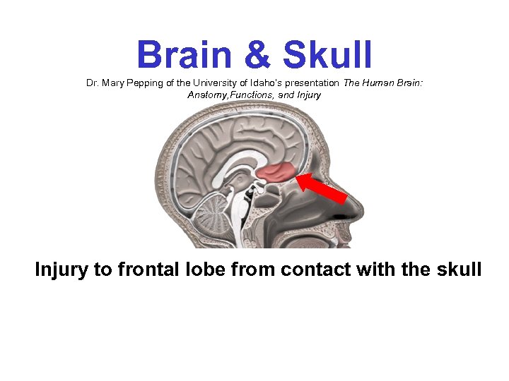 Brain & Skull Dr. Mary Pepping of the University of Idaho’s presentation The Human