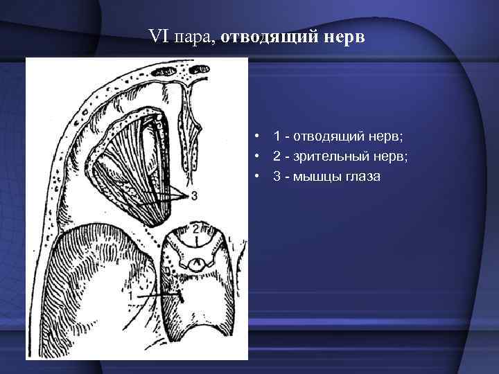 VI пара, отводящий нерв • 1 отводящий нерв; • 2 зрительный нерв; • 3