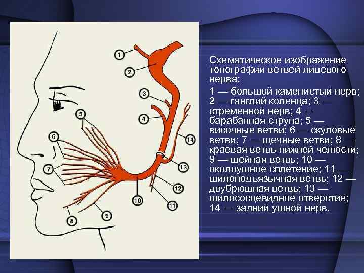  • Схематическое изображение топографии ветвей лицевого нерва: • 1 — большой каменистый нерв;