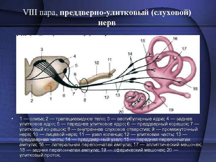 VIII пара, преддверно-улитковый (слуховой) нерв • 1 — олива; 2 — трапециевидное тело; 3