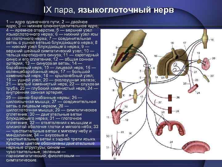 IX пара, языкоглоточный нерв 1 — ядро одиночного пути; 2 — двойное ядро; 3