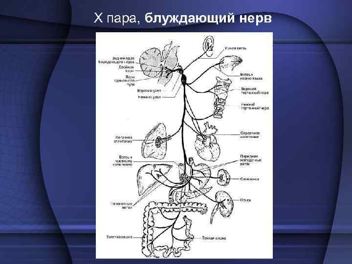 X пара, блуждающий нерв 