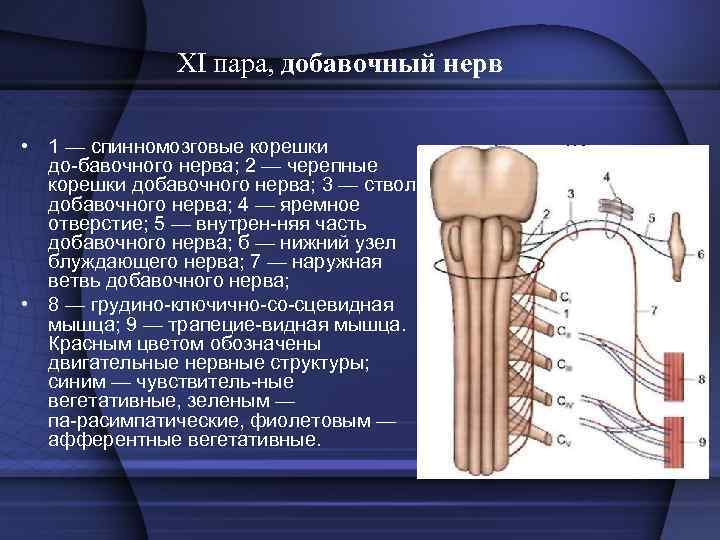 XI пара, добавочный нерв • 1 — спинномозговые корешки до бавочного нерва; 2 —