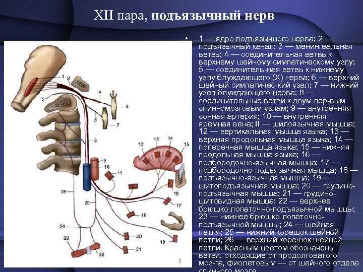 XII пара, подъязычный нерв • 1 — ядро подъязычного нерва; 2 — подъязычный канал;