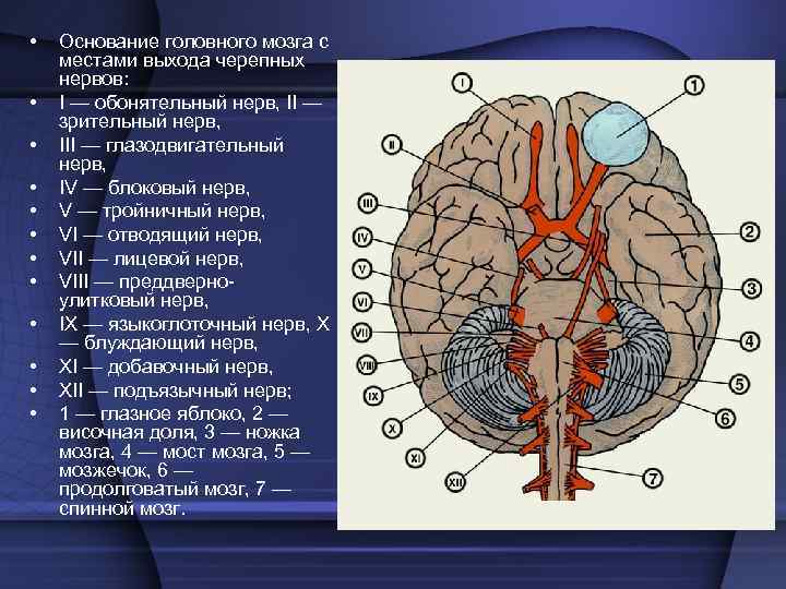  • • • Основание головного мозга с местами выхода черепных нервов: I —