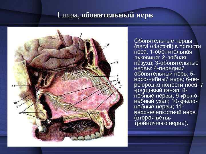 I пара, обонятельный нерв • Обонятельные нервы (nervi olfactorii) в полости носа. 1 обонятельная