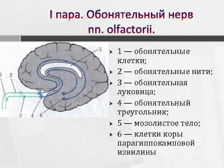 I пара. Обонятельный нерв nn. olfactorii. 1 — обонятельные клетки; 2 — обонятельные нити;