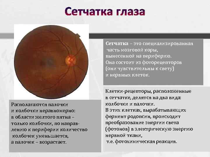 Сетчатка глаза Сетчатка – это специализированная часть мозговой коры, вынесенной на периферию. Она состоит