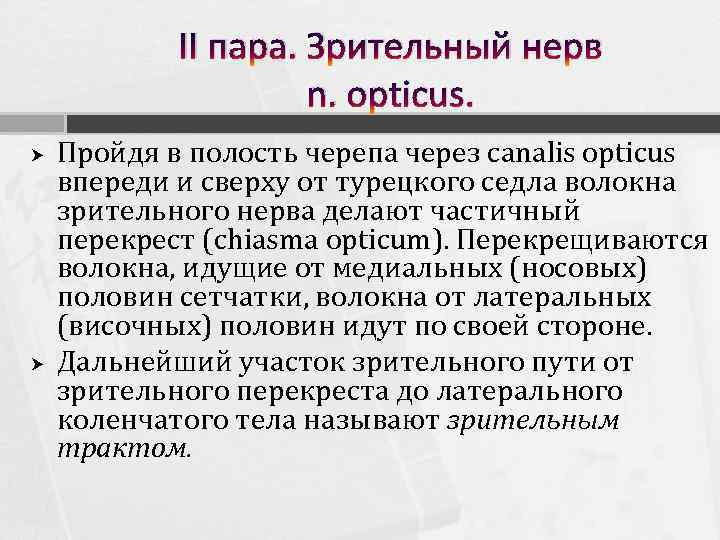 II пара. Зрительный нерв n. opticus. Пройдя в полость черепа через canalis opticus впереди