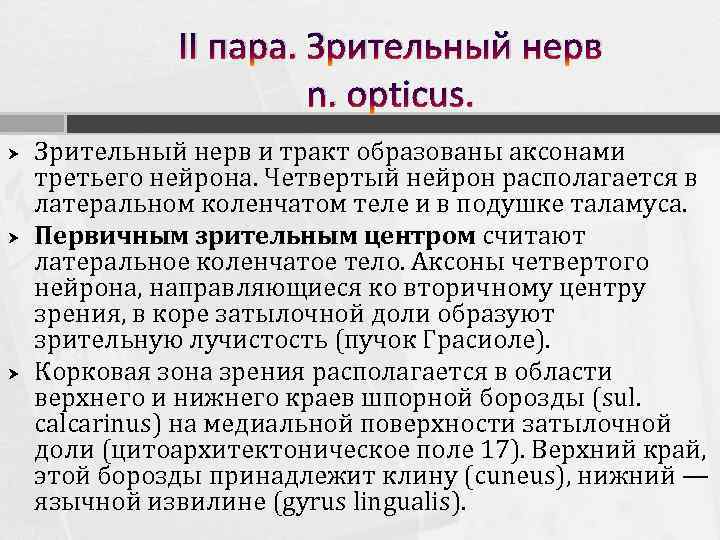II пара. Зрительный нерв n. opticus. Зрительный нерв и тракт образованы аксонами третьего нейрона.