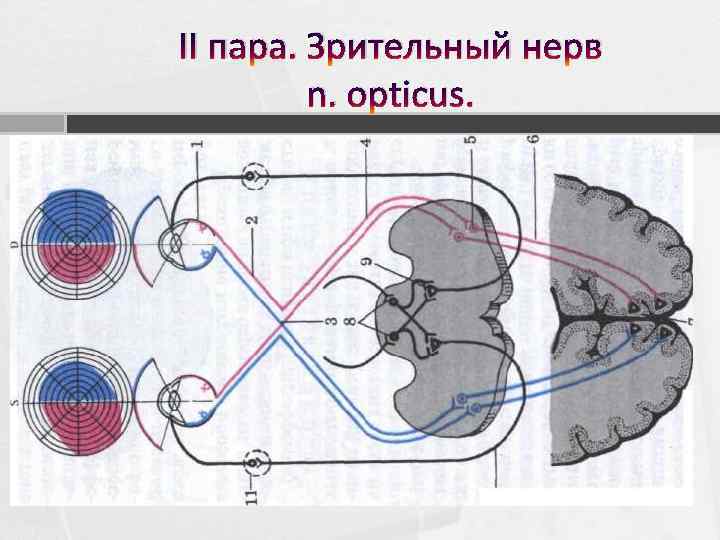 II пара. Зрительный нерв n. opticus. 