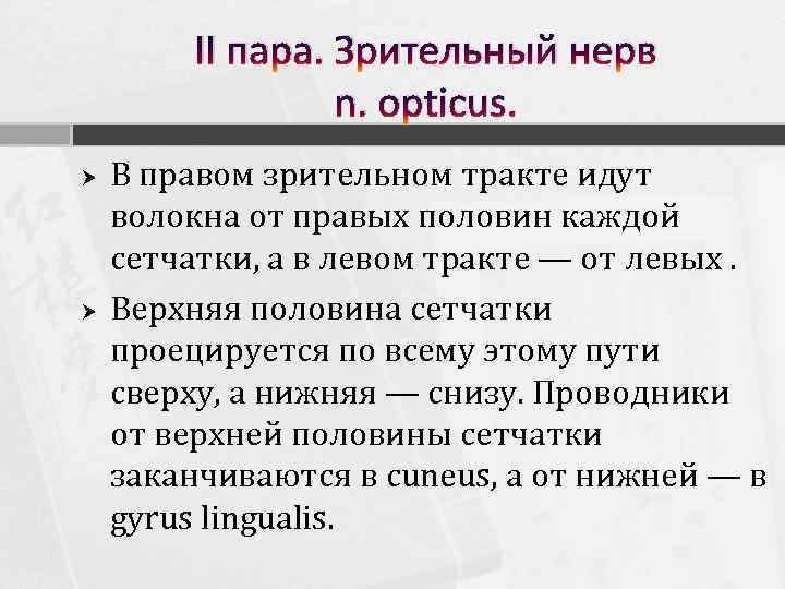 II пара. Зрительный нерв n. opticus. В правом зрительном тракте идут волокна от правых