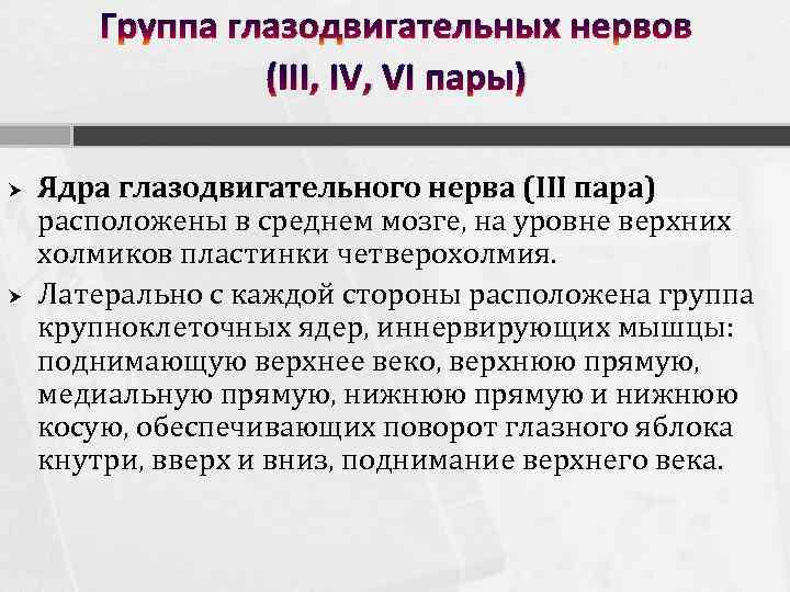 Группа глазодвигательных нервов (III, IV, VI пары) Ядра глазодвигательного нерва (III пара) расположены в