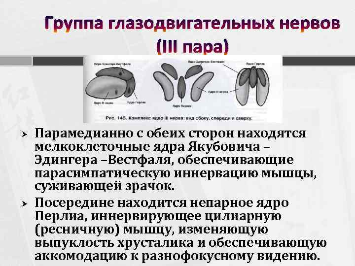 Группа глазодвигательных нервов (III пара) Парамедианно с обеих сторон находятся мелкоклеточные ядра Якубовича –