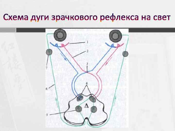 Схема дуги зрачкового рефлекса на свет 
