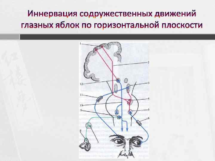 Иннервация содружественных движений глазных яблок по горизонтальной плоскости 