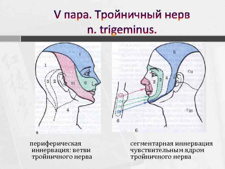 V пара. Тройничный нерв n. trigeminus. периферическая иннервация: ветви тройничного нерва сегментарная иннервация чувствительным