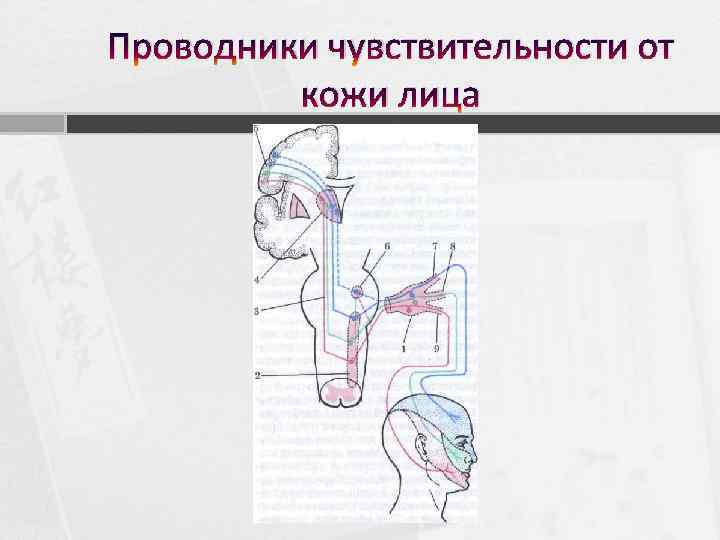 Проводники чувствительности от кожи лица 