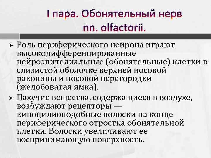 I пара. Обонятельный нерв nn. olfactorii. Роль периферического нейрона играют высокодифференцированные нейроэпителиальные (обонятельные) клетки