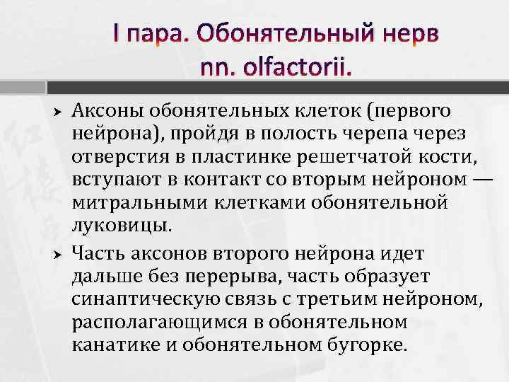 I пара. Обонятельный нерв nn. olfactorii. Аксоны обонятельных клеток (первого нейрона), пройдя в полость