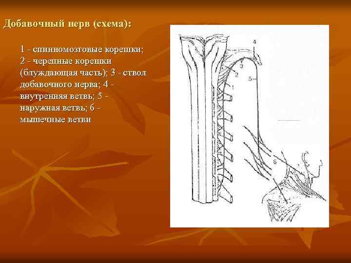 Добавочный нерв (схема): 1 - спинномозговые корешки; 2 - черепные корешки (блуждающая часть); 3