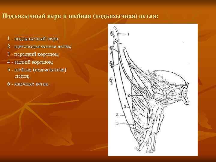 Подъязычный нерв и шейная (подъязычная) петля: 1 - подъязычный нерв; 2 - щитоподъязычная ветвь;