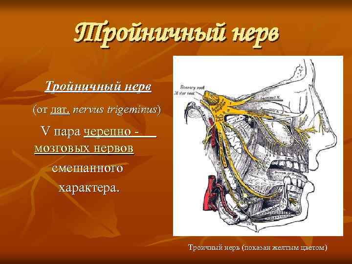 Тройничный нерв Тройничный нерв (от лат. nervus trigeminus) V пара черепно - мозговых нервов
