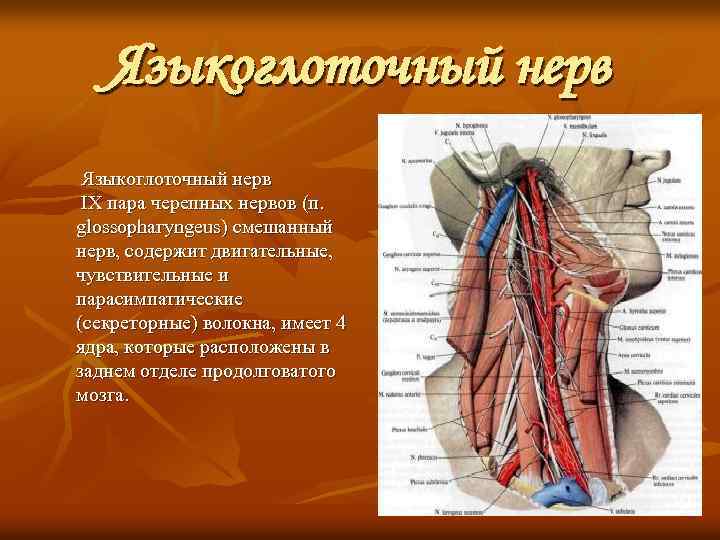 Языкоглоточный нерв IX пара черепных нервов (п. glossophaгyngeus) смешанный нерв, содержит двигательные, чувствительные и