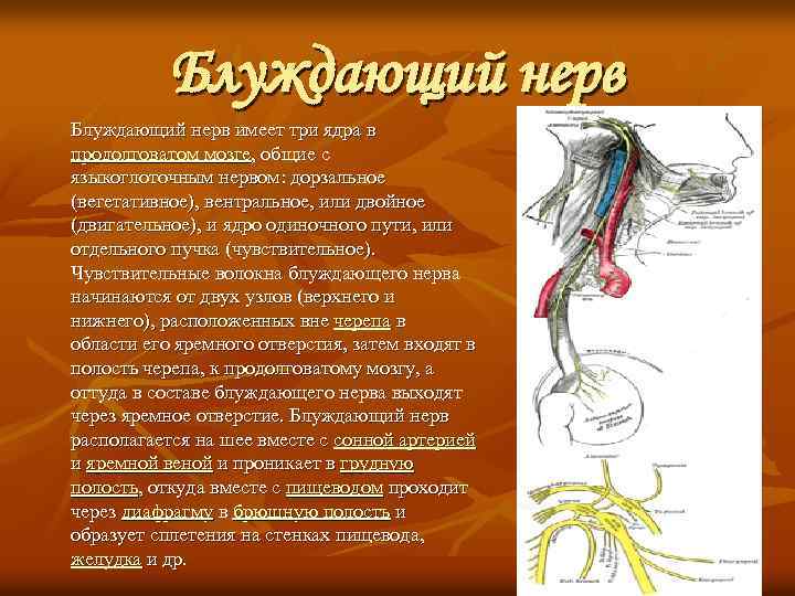Блуждающий нерв имеет три ядра в продолговатом мозге, общие с языкоглоточным нервом: дорзальное (вегетативное),