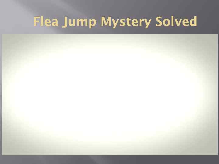 Flea Jump Mystery Solved 